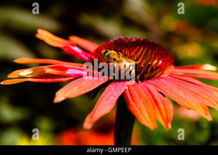 Close up of female honeybee feeding on nectar from a red coneflower while pollinating it. Stock Photo
