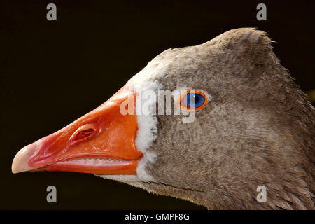 brown duck whit blue eye Stock Photo