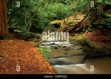 Capelrig Burn, Rouken Glen Park, East Renfrewshire Stock Photo