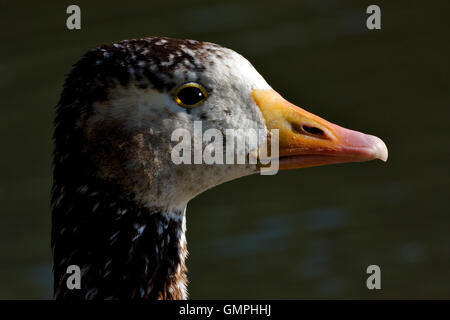 brown  duck whit black  eye Stock Photo