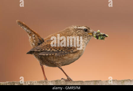 Wren, Troglodytes troglodytes, with caterpillar food for young in nest, London, Great Britain, UK Stock Photo
