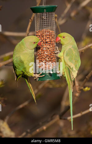 Ring-necked Parakeets, (Psittacula krameri), on garden bird feeders, London, United Kingdom Stock Photo