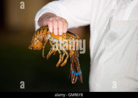 lobster Stock Photo