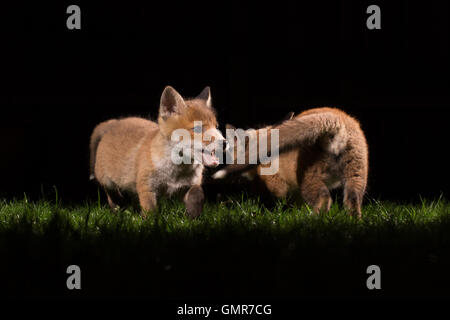 Fox cubs playing in a back garden at night Stock Photo
