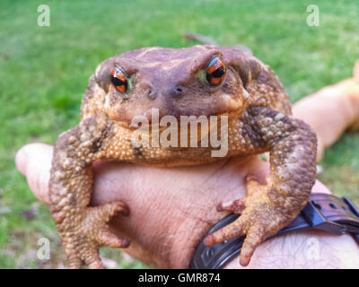 common toad (Bufo bufo) in one hand Stock Photo - Alamy