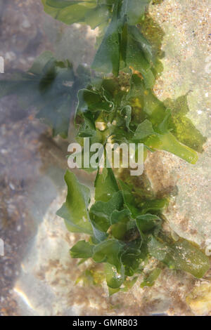 sea weed on south wales beach water pool Stock Photo