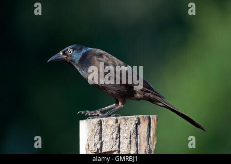 Common grackle perches on fencepost Stock Photo