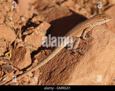 Plateau Side-blotched Lizard (Uta stansburiana uniformis), male Stock Photo