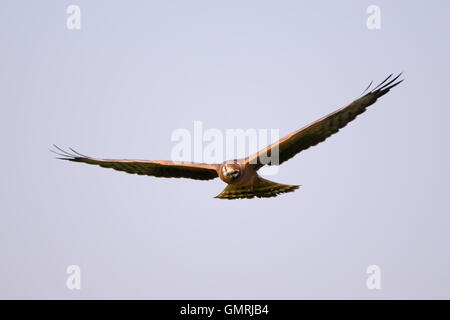 Flying juvenile Montagus harrier (Circus pygargus). Kaluga region, Russia Stock Photo
