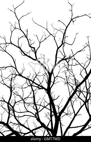 Dead branches isolated on white background Stock Photo