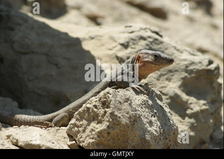 Gran Canaria giant lizard (Gallotia stehlini) on Gran Canaria Stock Photo