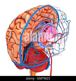 Brain vascular system and blood supply. Artwork showing the brain with the right cerebrum removed and arteries (red) and veins (blue). Stock Photo