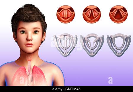 Vocal cords and larynx, illustration. Stock Photo