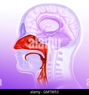 Illustration Of Human Nasal Cavity Stock Photo Alamy