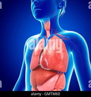 Chest anatomy hi-res stock photography and images - Alamy