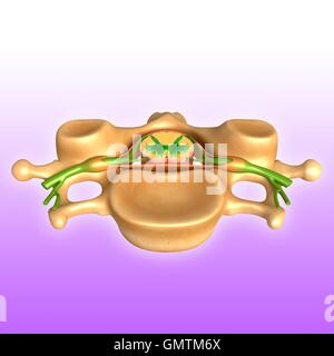 Illustration of human vertebral structure. Stock Photo