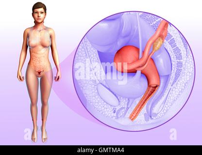 Illustration of female reproductive system. Stock Photo