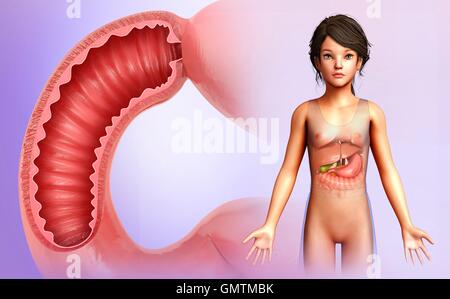 Dunderm 3D illustration of Small Intestine, Part of Digestive System Stock ...