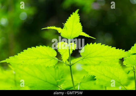 Lower surface underneath / underside / under side of fresh green stinging nettle / nettles leaf / leaves on new plants sun shine Stock Photo