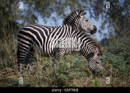 two zebras is eating in 'south luangwa' national park , Zambia , Africa Stock Photo