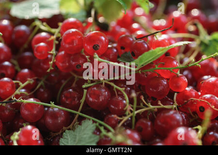 freshly picked red currant berries background Stock Photo