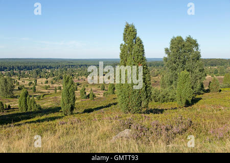 view from Mount Wilsede, Lueneburg Heath, Lower Saxony, Germany Stock Photo
