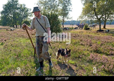 shepherd Juergen Funck with his sheepdogs and his herd of German Heath at Lueneburg Heath near Wilsede, Lower Saxony, Germany Stock Photo