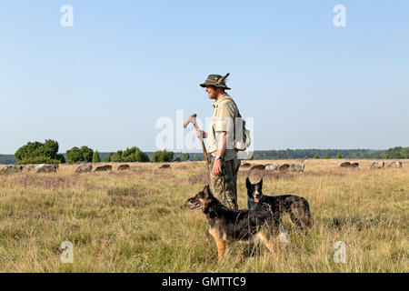 shepherd Juergen Funck with his sheepdogs and his herd of German Heath at Lueneburg Heath near Wilsede, Lower Saxony, Germany Stock Photo