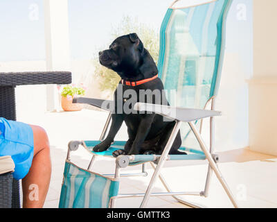 cute staffordshire bull terrier sitting on a deckchair like a human in front of a table. A man's leg wearing shorts can be seen. Stock Photo