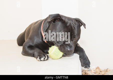 Portrait of a Staffordshire Bull Terrier dog lying down outside on white stone. He has a tennis ball in his mouth. He is holding Stock Photo
