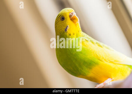 Green and yellow pied budgerigar parakeet sitting on a finger looking our of a window. She is lit with natural light and looking Stock Photo