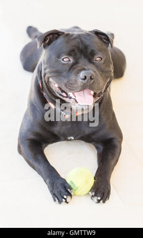 Smiling Staffordshire bull terrier dog, bull breed, with a happy expression, he is a black brindle pedigree dog, holding a ball Stock Photo