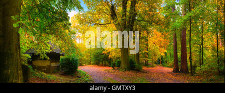 Colorful and tranquil autumn scenery: a panorama of a forest with paths covered in leaves and a small cabin Stock Photo