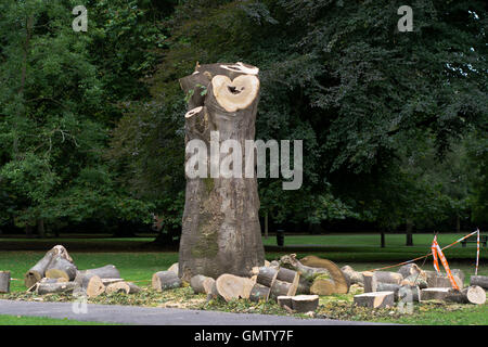 Pollarded sycamore (Acer pseudoplatanus) in park. Large mature tree felled with logs around trunk, in park in Bath, Somerset, UK Stock Photo