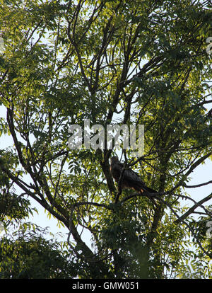 Juvenile red kite (Milvus milvus) perched in an ash tree (Fraxinus excelsior) in dappled evening sun Stock Photo