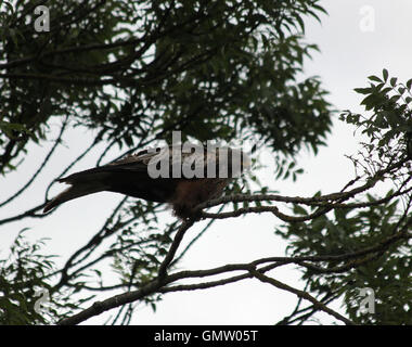 Juvenile red kite (Milvus milvus) in an ash tree (Fraxinus excelsior), about to take flight Stock Photo
