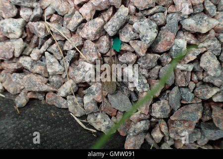 Female ground wolf spider (Trochosa terricola) on stone chippings by the rubber liner of a pond Stock Photo