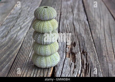 Sea urchins skeleton on old wooden background Stock Photo