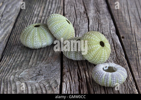 Sea urchins skeleton on old wooden background Stock Photo