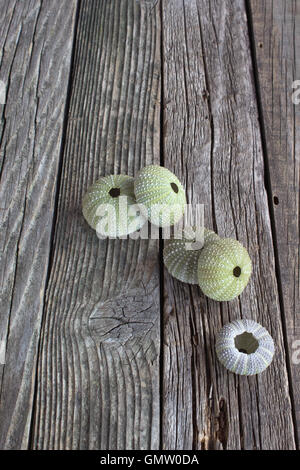 Sea urchins skeleton on old wooden background Stock Photo