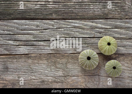 Sea urchins skeleton on old wooden background Stock Photo