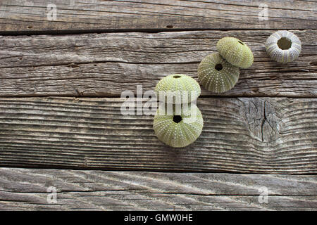 Sea urchins skeleton on old wooden background Stock Photo