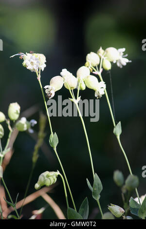 Sunlit bladder campion (Silene vulgaris) against a dark background Stock Photo