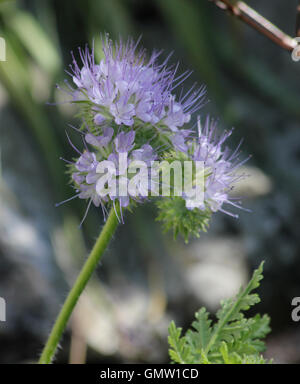 Close-up of phacelia (Phacelia tanacetifolia) flower heads in dappled sunshine Stock Photo