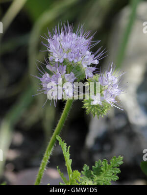Close-up of phacelia (Phacelia tanacetifolia) flower heads in dappled sunshine Stock Photo