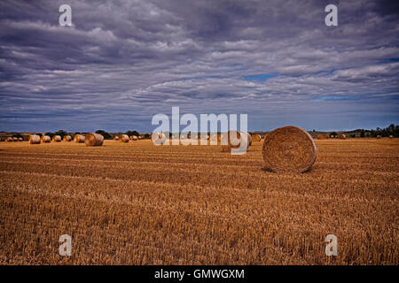 Round Hay Bales in stubbly golden field under clouded sky on a farm in Essex Stock Photo