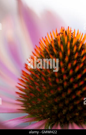 Close-up Image of pink Echinacea flower showing detail of the cone shaped centre Stock Photo