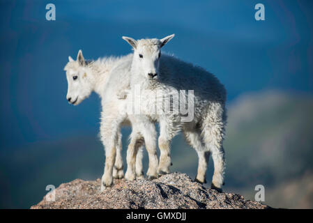 Two Mountain Goat (Oreamnos americanus) kids, Mount Evans, Rocky Mountains, Colorado USA Stock Photo