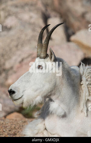 Mountain Goat (Oreamnos americanus) Adult, head view, Mount Evans, Rocky Mountains, Colorado USA Stock Photo