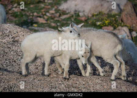 Mountain Goat (Oreamnos americanus) Kids,Mount Evans, Rocky Mountains, Colorado USA Stock Photo